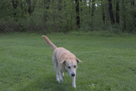 20250510_Dog Park and Cats__DSC0078_.jpg