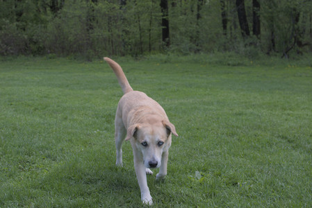 20250510_Dog Park and Cats__DSC0079_.jpg