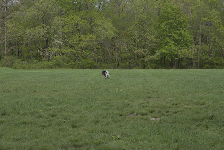 20250510_Dog Park and Cats__DSC0091_.jpg