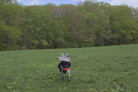 20250510_Dog Park and Cats__DSC0100_.jpg