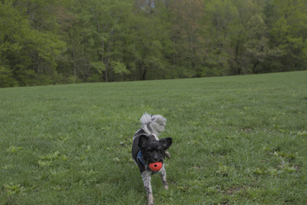 20250510_Dog Park and Cats__DSC0101_.jpg