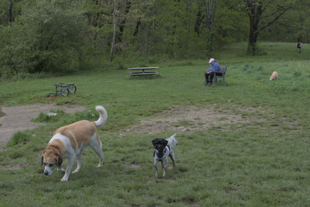 20250510_Dog Park and Cats__DSC0104_.jpg