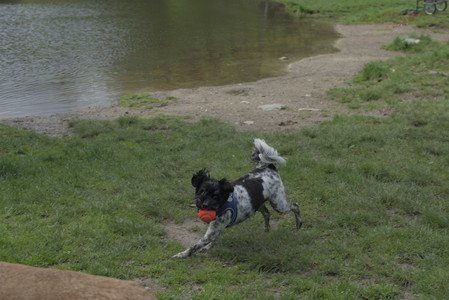 20250510_Dog Park and Cats__DSC0111_.jpg