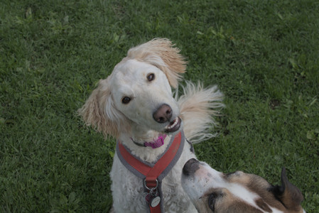 20250510_Dog Park and Cats__DSC0117_.jpg