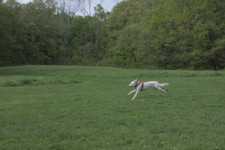 20250510_Dog Park and Cats__DSC0120_.jpg