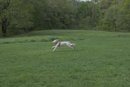 20250510_Dog Park and Cats__DSC0122_.jpg