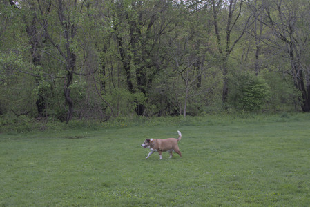 20250510_Dog Park and Cats__DSC0130_.jpg
