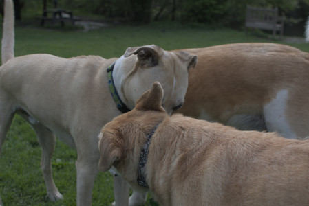 20250510_Dog Park and Cats__DSC0132_.jpg