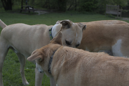 20250510_Dog Park and Cats__DSC0133_.jpg