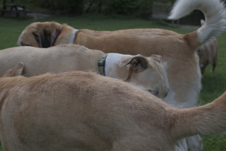 20250510_Dog Park and Cats__DSC0134_.jpg