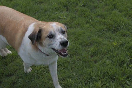 20250510_Dog Park and Cats__DSC0136_.jpg