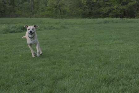 20250510_Dog Park and Cats__DSC0138_.jpg