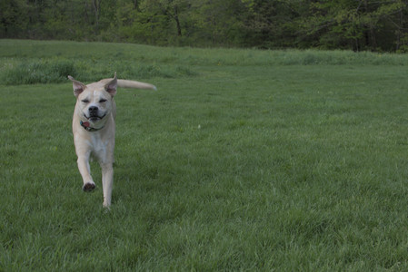 20250510_Dog Park and Cats__DSC0139_.jpg