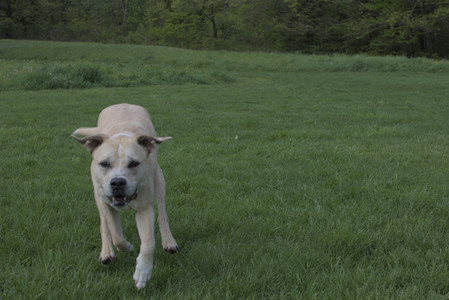 20250510_Dog Park and Cats__DSC0140_.jpg