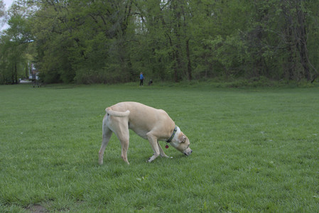 20250510_Dog Park and Cats__DSC0142_.jpg