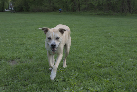 20250510_Dog Park and Cats__DSC0146_.jpg