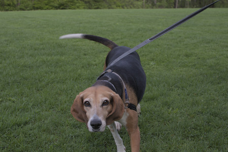 20250510_Dog Park and Cats__DSC0157_.jpg