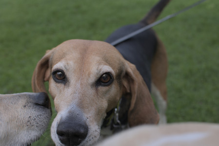 20250510_Dog Park and Cats__DSC0159_.jpg