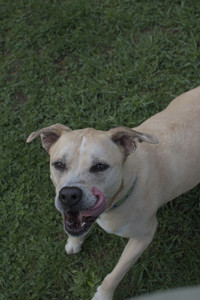 20250510_Dog Park and Cats__DSC0166_.jpg