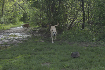 20250510_Dog Park and Cats__DSC0168_.jpg