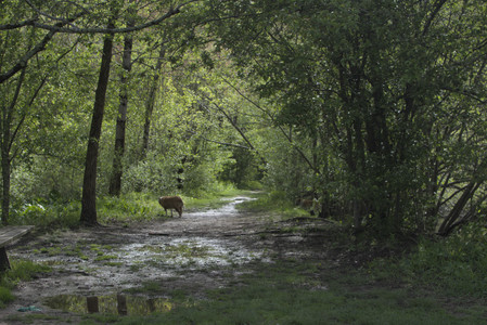 20250510_Dog Park and Cats__DSC0174_.jpg