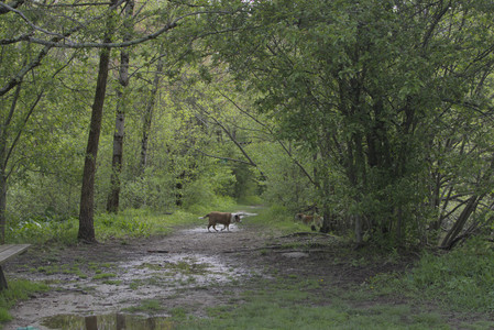 20250510_Dog Park and Cats__DSC0177_.jpg