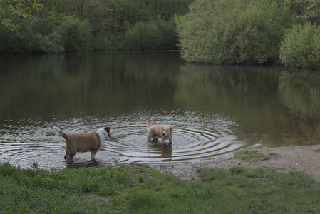 20250510_Dog Park and Cats__DSC0182_.jpg