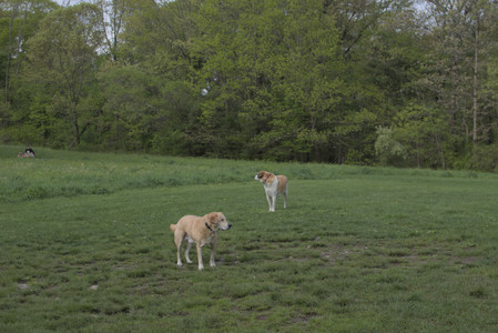 20250510_Dog Park and Cats__DSC0185_.jpg