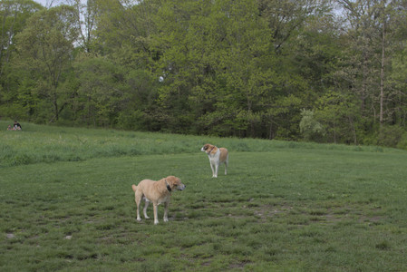 20250510_Dog Park and Cats__DSC0186_.jpg