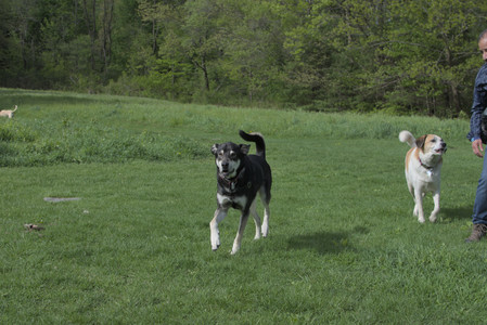 20250510_Dog Park and Cats__DSC0192_.jpg