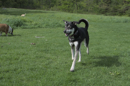 20250510_Dog Park and Cats__DSC0194_.jpg