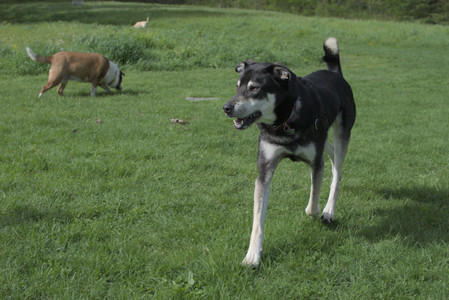 20250510_Dog Park and Cats__DSC0195_.jpg