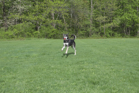 20250510_Dog Park and Cats__DSC0200_.jpg