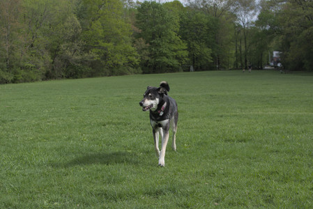 20250510_Dog Park and Cats__DSC0207_.jpg