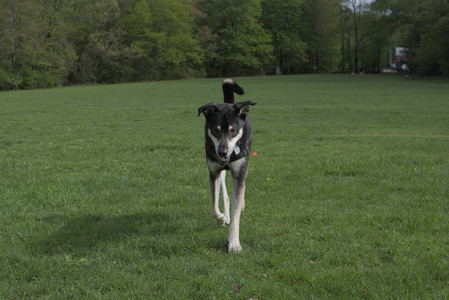 20250510_Dog Park and Cats__DSC0210_.jpg