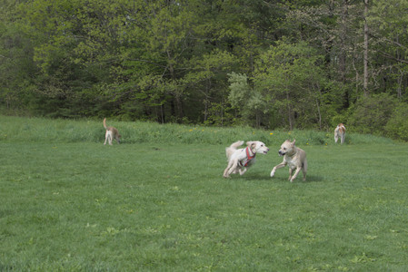 20250510_Dog Park and Cats__DSC0211_.jpg