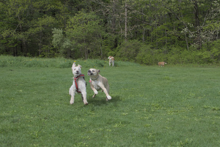 20250510_Dog Park and Cats__DSC0213_.jpg