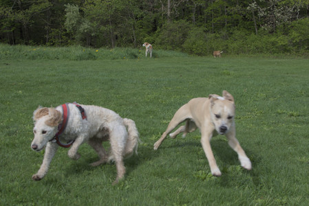 20250510_Dog Park and Cats__DSC0215_.jpg