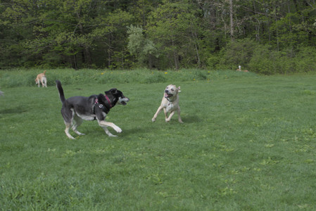 20250510_Dog Park and Cats__DSC0217_.jpg