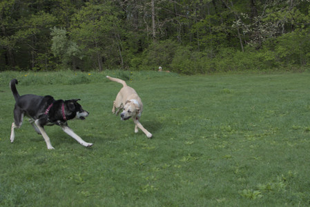 20250510_Dog Park and Cats__DSC0218_.jpg