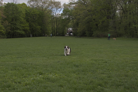 20250510_Dog Park and Cats__DSC0224_.jpg