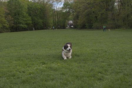 20250510_Dog Park and Cats__DSC0225_.jpg