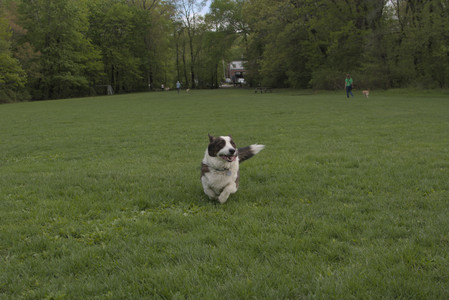 20250510_Dog Park and Cats__DSC0226_.jpg