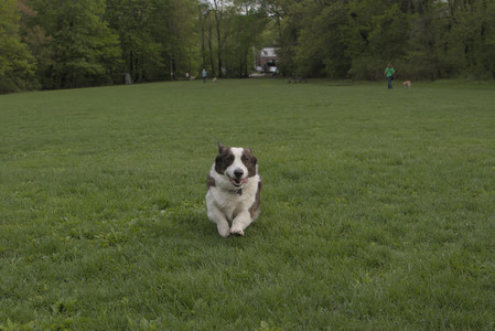 20250510_Dog Park and Cats__DSC0228_.jpg