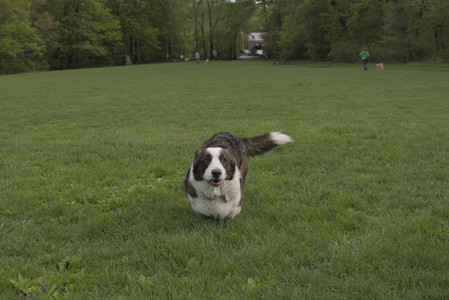 20250510_Dog Park and Cats__DSC0229_.jpg