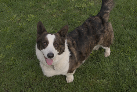 20250510_Dog Park and Cats__DSC0231_.jpg