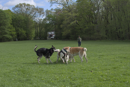 20250510_Dog Park and Cats__DSC0232_.jpg