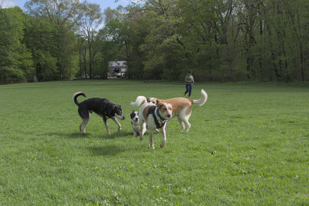 20250510_Dog Park and Cats__DSC0234_.jpg