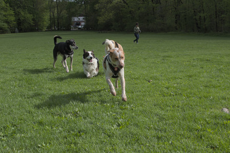 20250510_Dog Park and Cats__DSC0236_.jpg