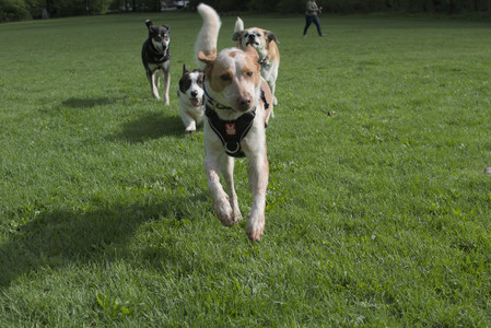 20250510_Dog Park and Cats__DSC0238_.jpg